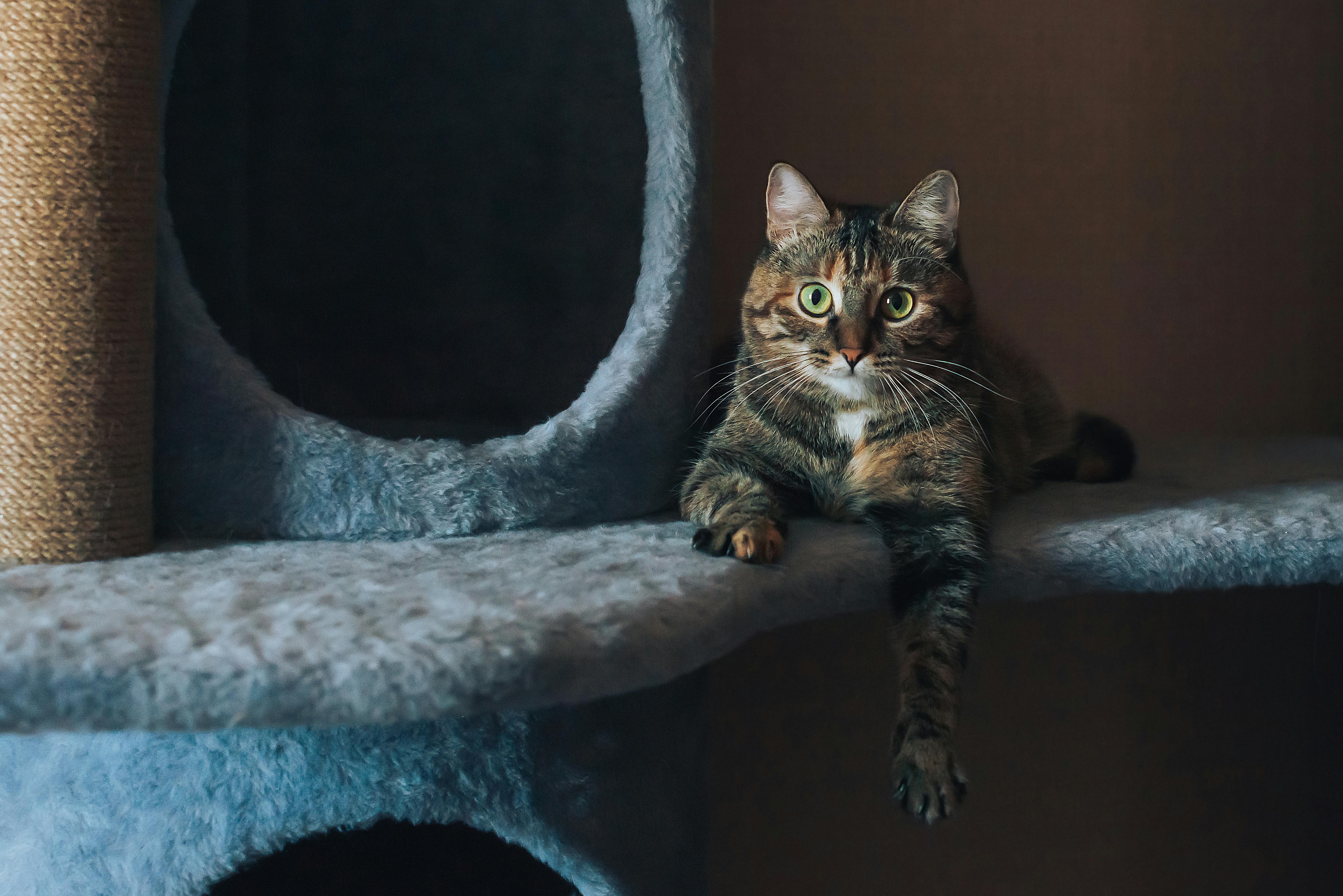 Pisică bucurându-se de structura de joacă Purrrfecta